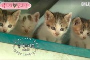 娱乐吃瓜酱猫妈妈视频下载,揭秘萌宠日常