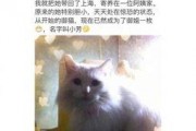 娱乐吃瓜君网红虐猫,娱乐吃瓜君引发社会关注与谴责